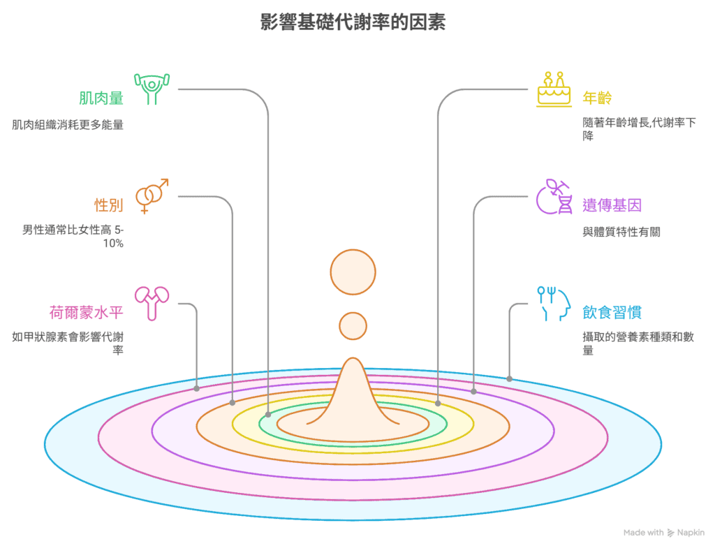 影響基礎代謝率的關鍵因素